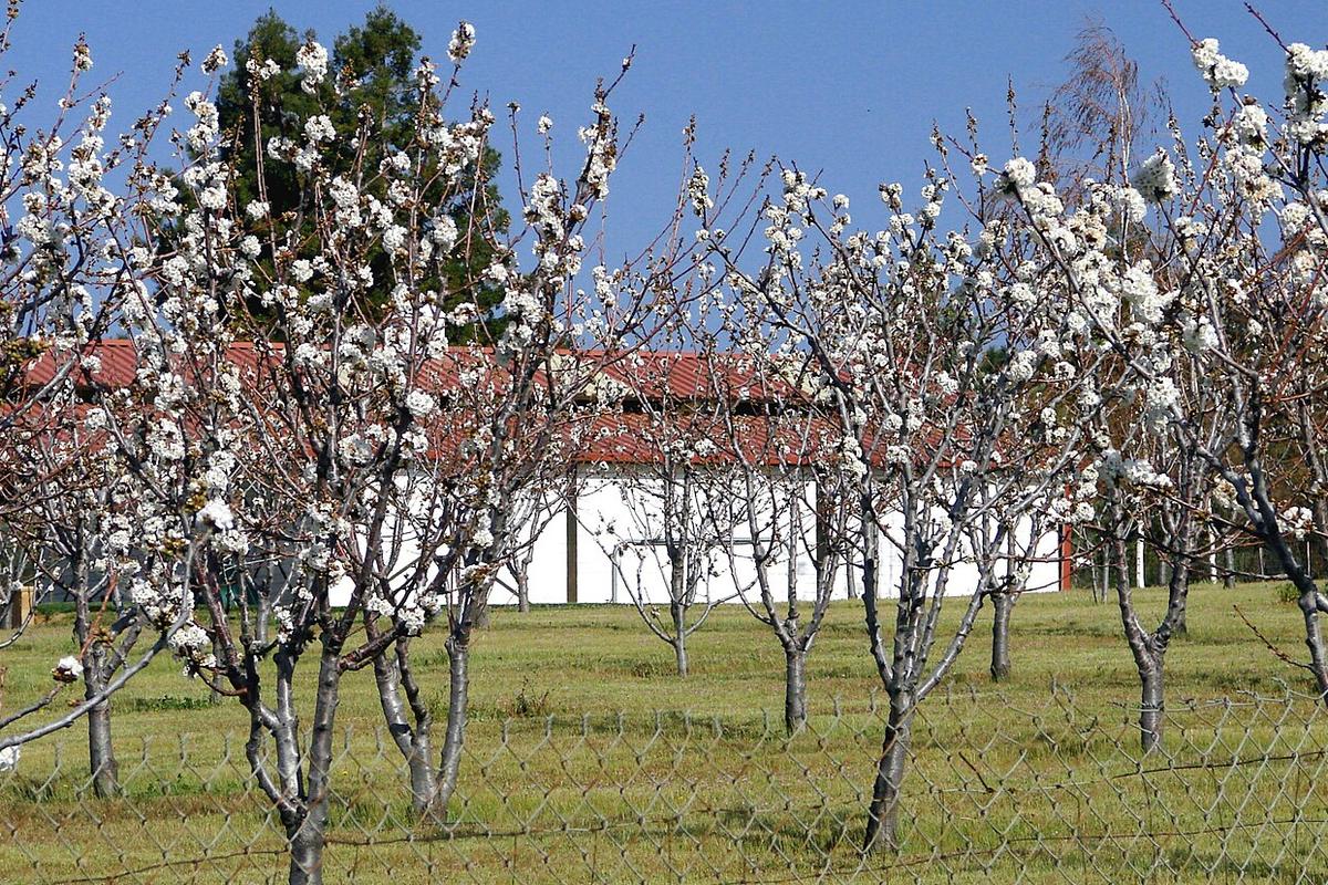 Cherry trees in blossom in an orchard in Cherry Valley, California