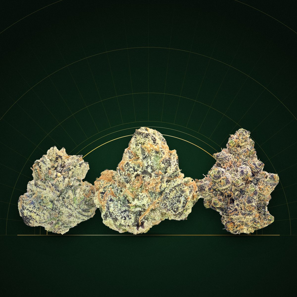 Blue Dream, Skywalker O.G. and The Holy Grail OG cannabis flower buds under a gold arc