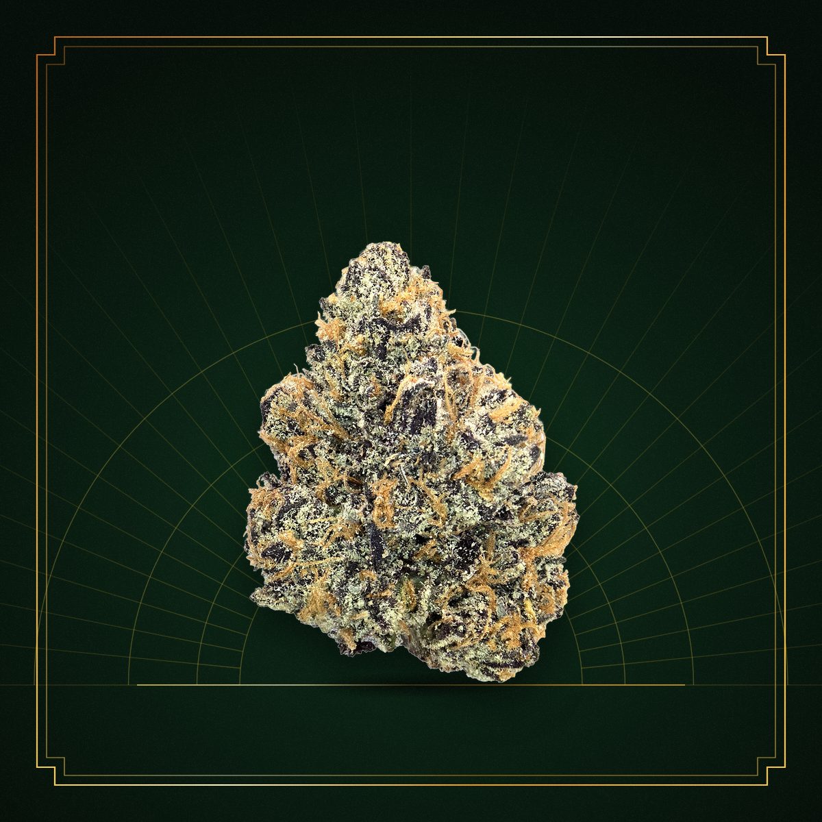 Purple Kush Ultra Exotic cannabis flower bud in an engraved gold art-deco frame